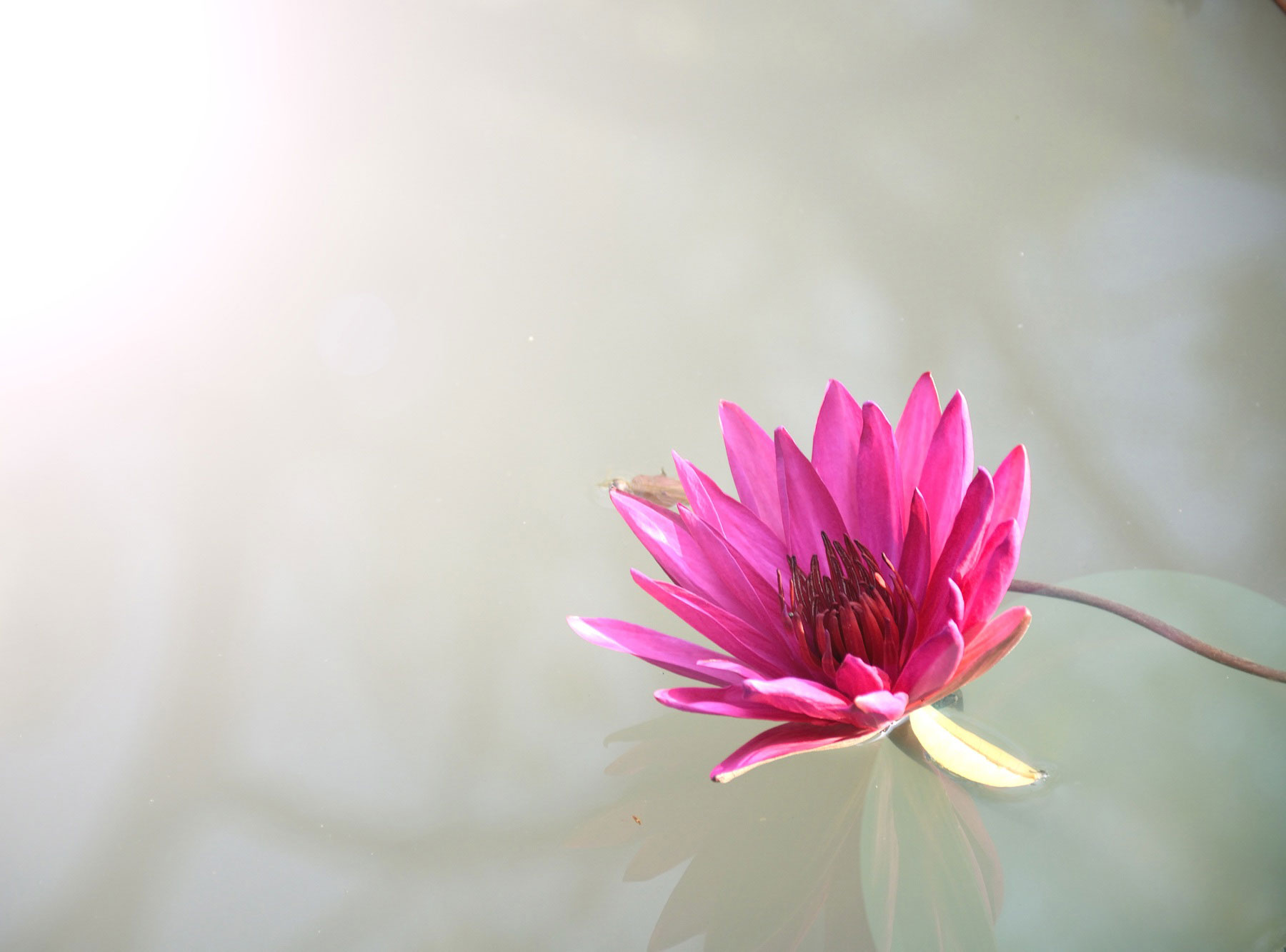 Read more about the article Meditation