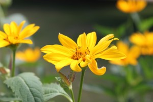 Read more about the article Finding time for meditation