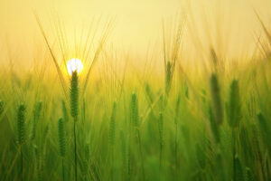 Read more about the article What happens in meditation?