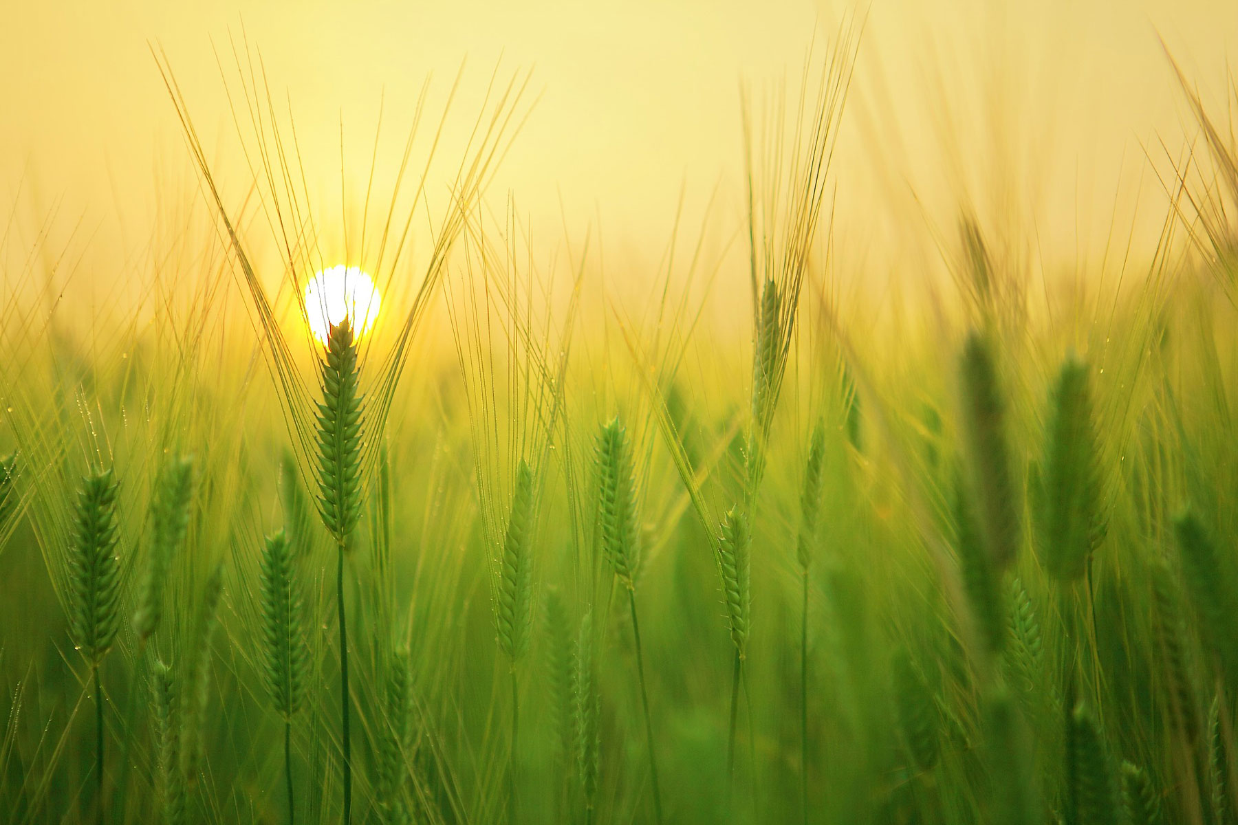 Read more about the article What happens in meditation?